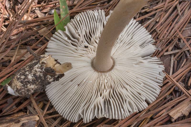 Underside of a grizette mushroom (Amanita sect. Vaginatae), could be Amanita luzernensis(?), on Richards Loop Trail in Sam Houston National Forest. Texas, September 25, 2020