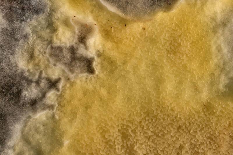 Margin area of corticioid fungus <B>Leucogyrophana pinastri</B> (Hydnomerulius pinastri) under a rotting pine log on Caney Creek Trail (Little Lake Creek Loop Trail) in Sam Houston National Forest north from Montgomery. Texas, <A HREF="../date-en/2020-12-10.htm">December 10, 2020</A>