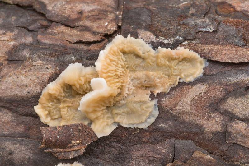 Emerging crust fungus Gloeoporus ambiguus (Meruliopsis ambigua) on a fallen pine branch on Sand Branch Loop Trail in Sam Houston National Forest near Montgomery. Texas, January 1, 2021