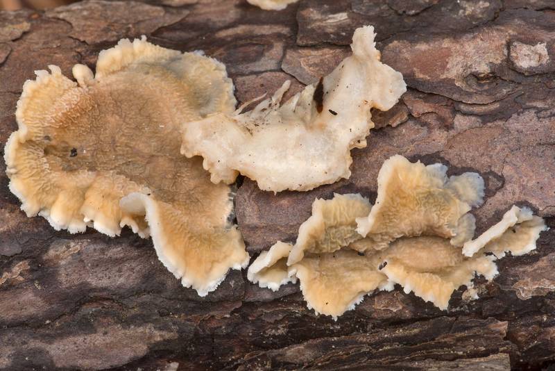 Caps of corticioid fungus (<B>Gloeoporus ambiguus</B> (Meruliopsis ambigua) on a fallen pine branch on Sand Branch Loop Trail in Sam Houston National Forest near Montgomery. Texas, <A HREF="../date-en/2021-01-01.htm">January 1, 2021</A>