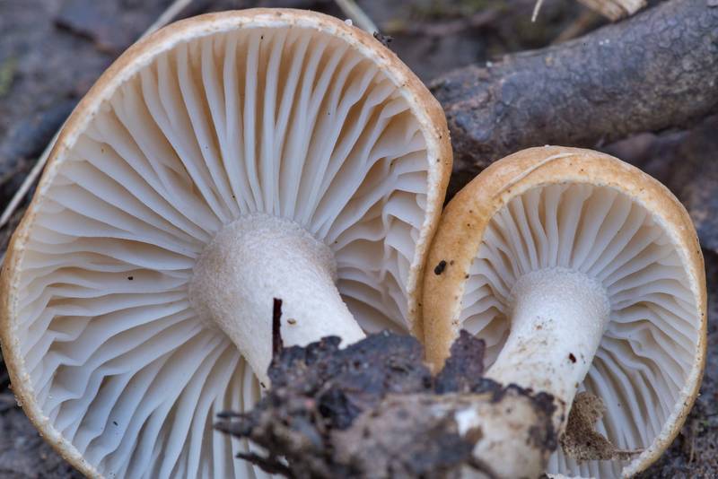 Close-up of rosy brown waxy cap mushrooms (Hygrophorus roseobrunneus) on bare soil on the trail washed out by water stream on Caney Creek Trail (Little Lake Creek Loop Trail) in Sam Houston National Forest north from Montgomery. Texas, January 5, 2021