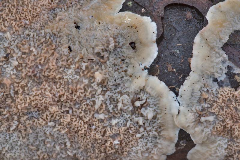 Margin areas of corticioid fungus Gloeoporus ambiguus (Meruliopsis ambigua) on a fallen pine branch near Pole Creek on North Wilderness Trail of Little Lake Creek Wilderness in Sam Houston National Forest north from Montgomery. Texas, January 13, 2021