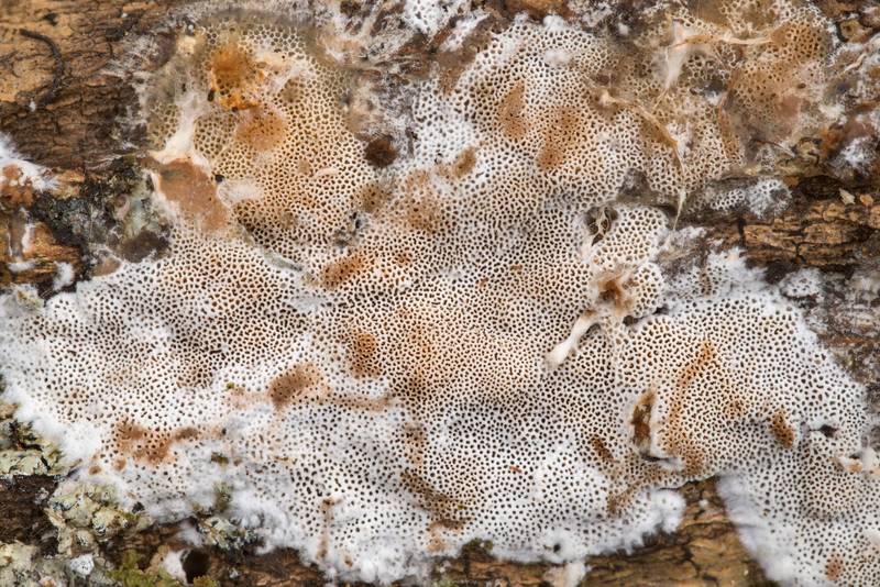 Close-up of resupinate polypore mushroom <B>Elmerina caryae</B> on an oak log in Hensel Park. College Station, Texas, <A HREF="../date-en/2021-02-27.htm">February 27, 2021</A>
