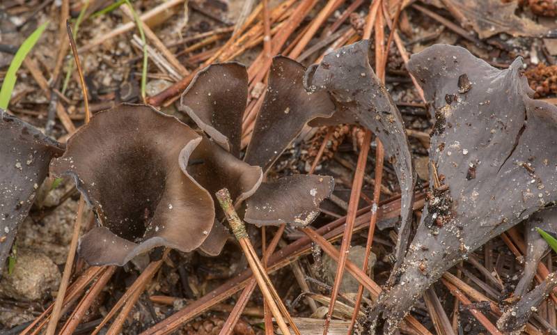 Black trumpet mushrooms (Craterellus fallax) among pine needles on Richards Loop Trail in Sam Houston National Forest. Texas, June 2, 2021