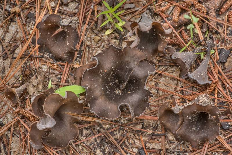 Black trumpet mushrooms (Craterellus fallax) on sandy soil on Richards Loop Trail in Sam Houston National Forest. Texas, June 2, 2021