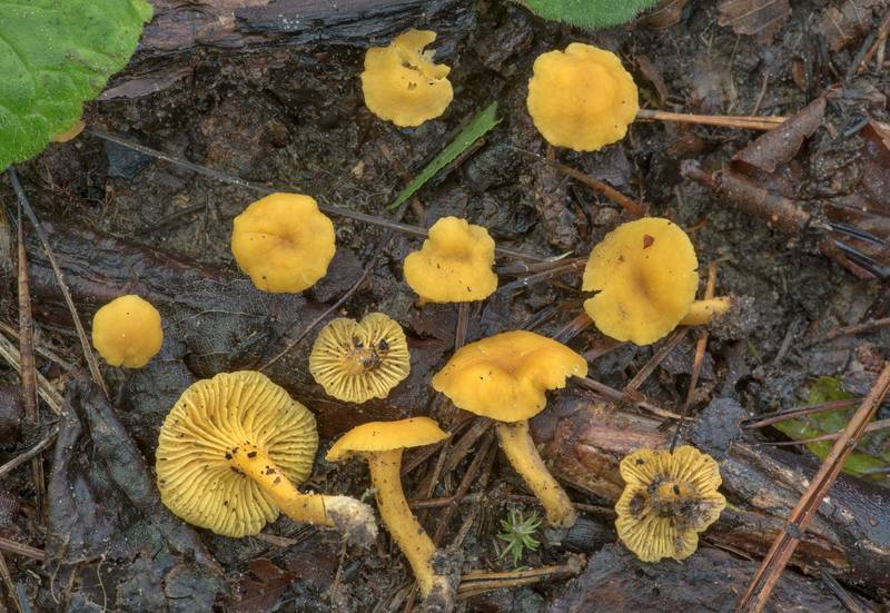 Small chanterelle mushrooms (<B>Cantharellus minor</B>)(?) on Caney Creek section of Lone Star Hiking Trail in Sam Houston National Forest north from Montgomery. Texas, <A HREF="../date-en/2021-06-05.htm">June 5, 2021</A>
