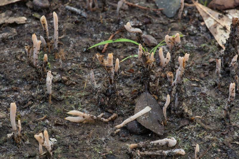 Beige coral mushrooms (<B>Clavulinopsis umbrinella</B>)(?) under small oaks in Lick Creek Park. College Station, Texas, <A HREF="../date-en/2021-07-02.htm">July 2, 2021</A>
