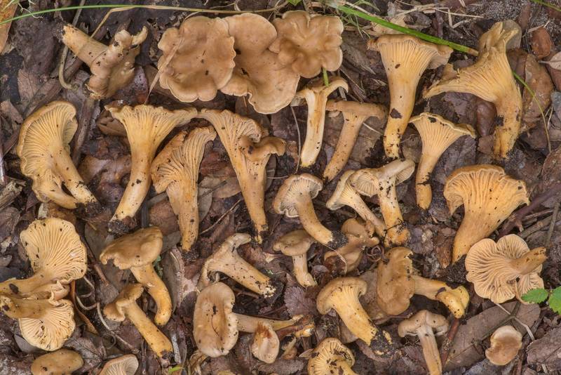Side view of chanterelle mushrooms <B>Cantharellus quercophilus</B> among dry leaves under small elm and oak trees in area of Old Washington Town Site in Washington-on-the-Brazos State Historic Site. Washington, Texas, <A HREF="../date-en/2021-07-07.htm">July 7, 2021</A>