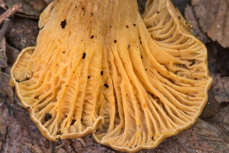 Underside of a chanterelle mushroom <B>Cantharellus quercophilus</B> in area of Old Washington Town Site in Washington-on-the-Brazos State Historic Site. Washington, Texas, <A HREF="../date-en/2021-07-07.htm">July 7, 2021</A>
