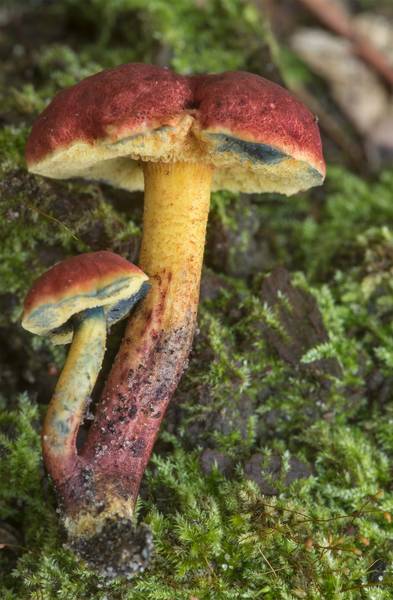 Ruby bolete mushrooms (<B>Hortiboletus rubellus</B>)(?) in wet area on Caney Creek section of Lone Star Hiking Trail in Sam Houston National Forest north from Montgomery. Texas, <A HREF="../date-en/2021-07-16.htm">July 16, 2021</A>
