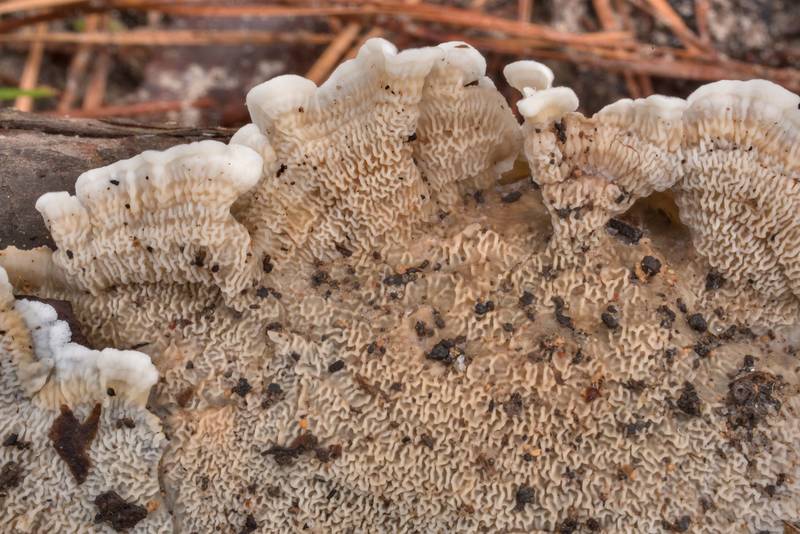 Close-up of corticioid fungus <B>Gloeoporus ambiguus</B> (Meruliopsis ambigua) on a fallen pine twig on Richards Loop Trail in Sam Houston National Forest. Texas, <A HREF="../date-en/2021-10-02.htm">October 2, 2021</A>