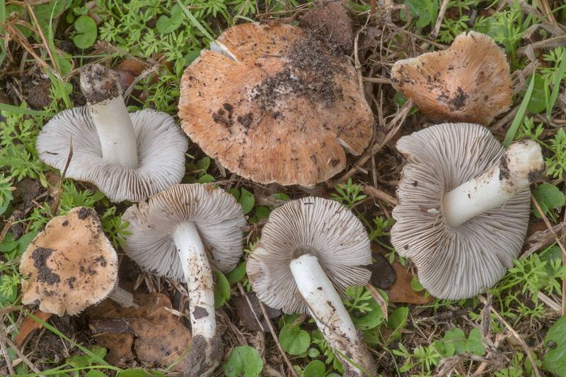 Split fibrecap mushrooms (Pseudosperma rimosum) on a lawn in David E. Schob Nature Preserve at 906 Ashburn Street. College Station, Texas, November 16, 2021