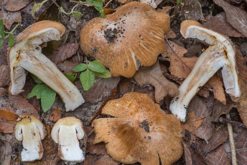 Cross section of split fibrecap mushrooms (<B>Pseudosperma rimosum</B>) on Kiwanis Nature Trail. College Station, Texas, <A HREF="../date-en/2021-11-16.htm">November 16, 2021</A>