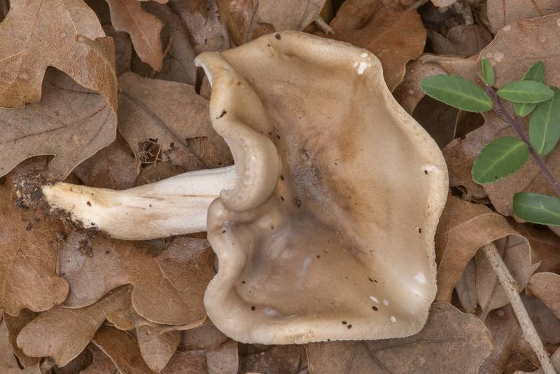 Light brown mushroom Hygrophorus roseobrunneus(?) under oaks on a slope of a ravine at North South Trailway in Lake Bastrop South Shore Park. Texas, December 25, 2021