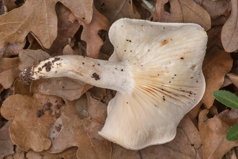 Underside of a mushroom <B>Hygrophorus roseobrunneus</B>(?) under oaks on a slope of a ravine at North South Trailway in Lake Bastrop South Shore Park. Texas, <A HREF="../date-en/2021-12-25.htm">December 25, 2021</A>