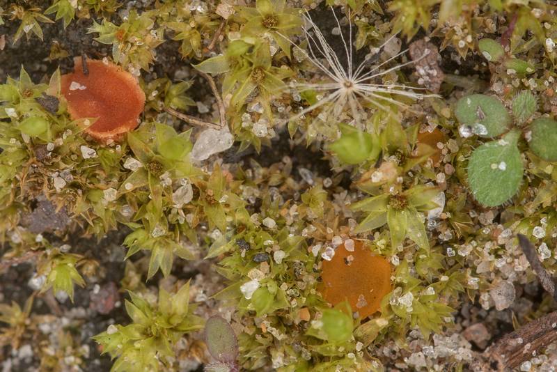 Close-up of Ascomycete fungus <B>Lamprospora carbonicola</B>(?) on purely sandy soil covered by green moss, in open area burned 1.5 years ago, in Bastrop State Park. Bastrop, Texas, <A HREF="../date-en/2021-12-25.htm">December 25, 2021</A>