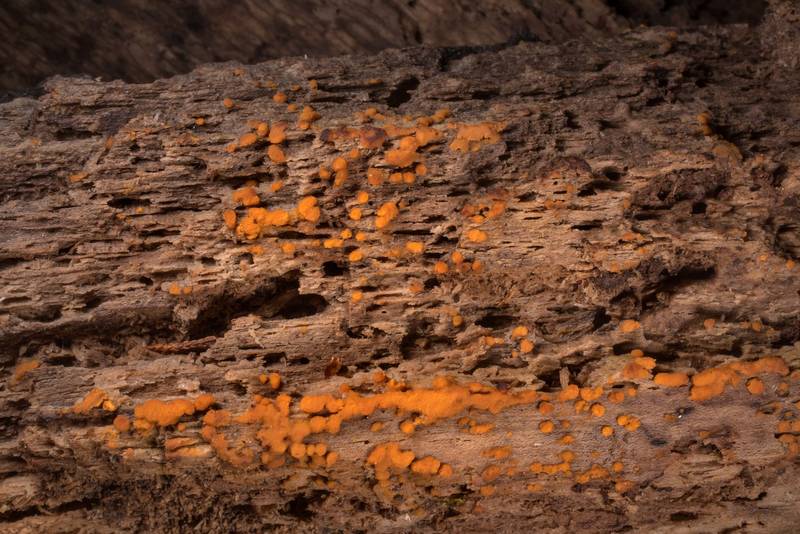 Fuzzy orange blobs of fungus <B>Sphaerosporium lignatile</B> on rotting oak wood on Kiwanis Nature Trail. College Station, Texas, <A HREF="../date-en/2022-03-01.htm">March 1, 2022</A>