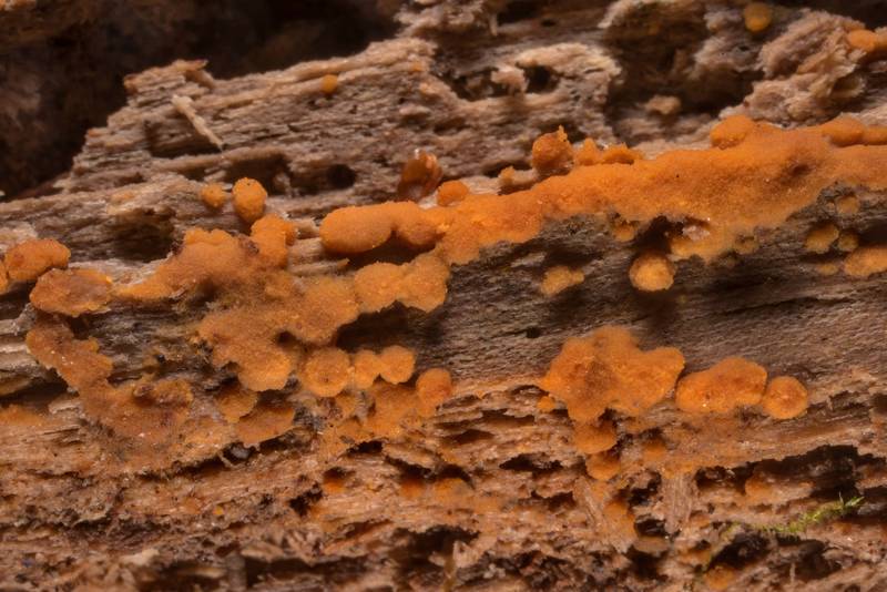 Orange clusters of fungus Sphaerosporium lignatile on wet rotting oak wood on Kiwanis Nature Trail. College Station, Texas, March 1, 2022