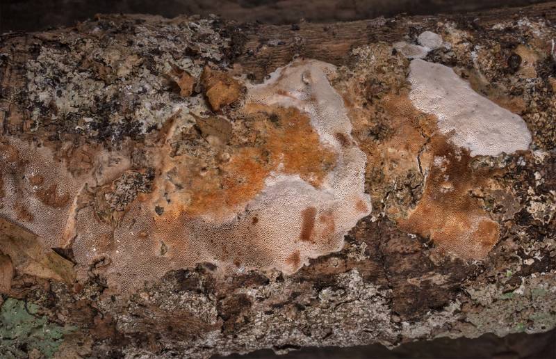 Resupinate polypore mushroom <B>Elmerina caryae</B> with lichens on a fallen trunk of Japanese (wax-leaf) privet in Hensel Park. College Station, Texas, <A HREF="../date-en/2022-03-16.htm">March 16, 2022</A>