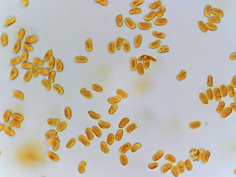 Spores of resupinate polypore mushroom <B>Elmerina caryae</B> collected in Hensel Park a day before. College Station, Texas, March 17, 2022