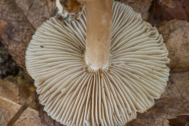 Gills of a small mushroom Pseudosperma rimosum (Inocybe) in muddy area on Caney Creek section of Lone Star Hiking Trail in Sam Houston National Forest north from Montgomery. Texas, August 21, 2022