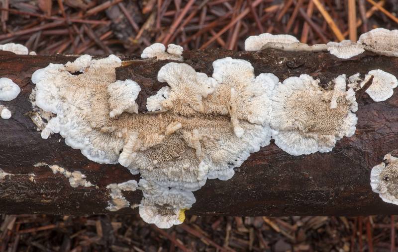 Wrinkled crust fungus Gloeoporus ambiguus (Meruliopsis ambigua) on a fallen pine branch near Pole Creek on North Wilderness Trail of Little Lake Creek Wilderness in Sam Houston National Forest north from Montgomery. Texas, August 31, 2022