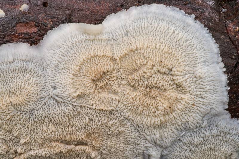 Texture of wrinkled crust fungus <B>Gloeoporus ambiguus</B> (Meruliopsis ambigua) on a fallen pine branch on Lone Star Hiking Trail near Pole Creek in Sam Houston National Forest. Richards, Texas, <A HREF="../date-en/2022-09-03.htm">September 3, 2022</A>