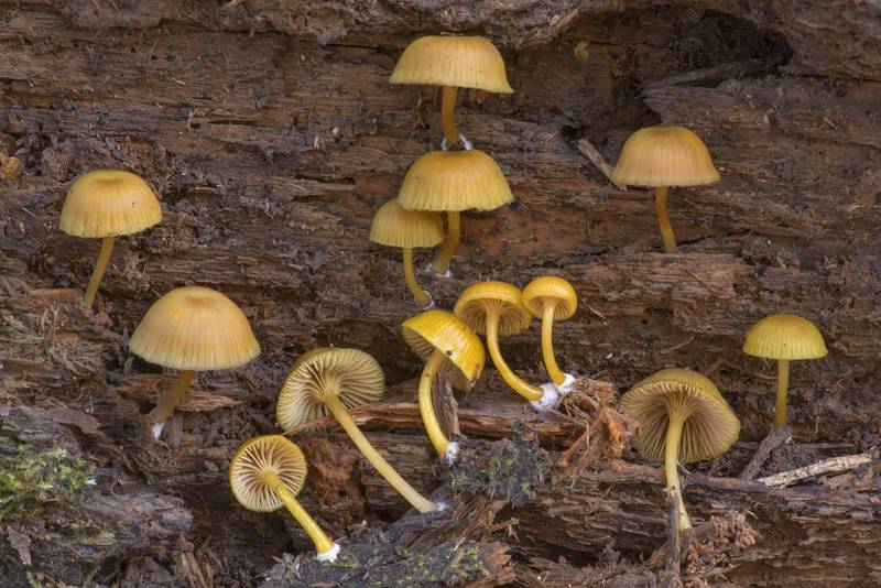 Mushrooms <B>Chromosera cyanophylla</B> and their side view on a rotting pine on Caney Creek section of Lone Star Hiking Trail in Sam Houston National Forest north from Montgomery. Texas, <A HREF="../date-en/2023-01-22.htm">January 22, 2023</A>