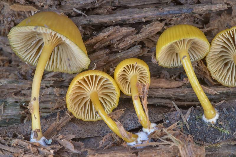 Underside of mushrooms <B>Chromosera cyanophylla</B> with basal mycelium on a rotting pine on Caney Creek section of Lone Star Hiking Trail in Sam Houston National Forest north from Montgomery. Texas, <A HREF="../date-en/2023-01-22.htm">January 22, 2023</A>