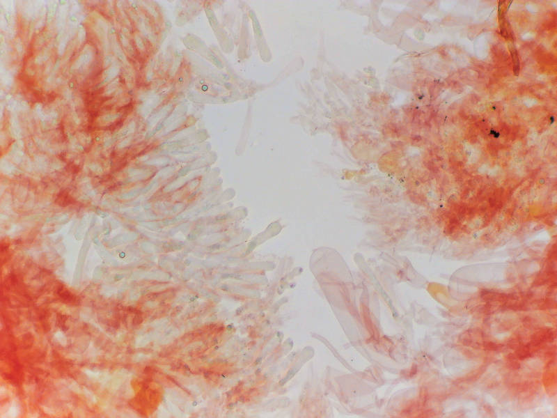 Tissues (at low magnification) of mushrooms <B>Chromosera cyanophylla</B> from rotting pine wood, collected on Caney Creek section of Lone Star Hiking Trail in Sam Houston National Forest north from Montgomery. Texas, January 22, 2023