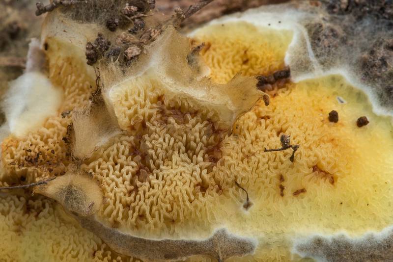 Close-up of yellow merulioid fungus <B>Leucogyrophana pinastri</B> (Hydnomerulius pinastri) on underside of an oak log on Caney Creek section of Lone Star Hiking Trail in Sam Houston National Forest north from Montgomery. Texas, <A HREF="../date-en/2023-02-19.htm">February 19, 2023</A>