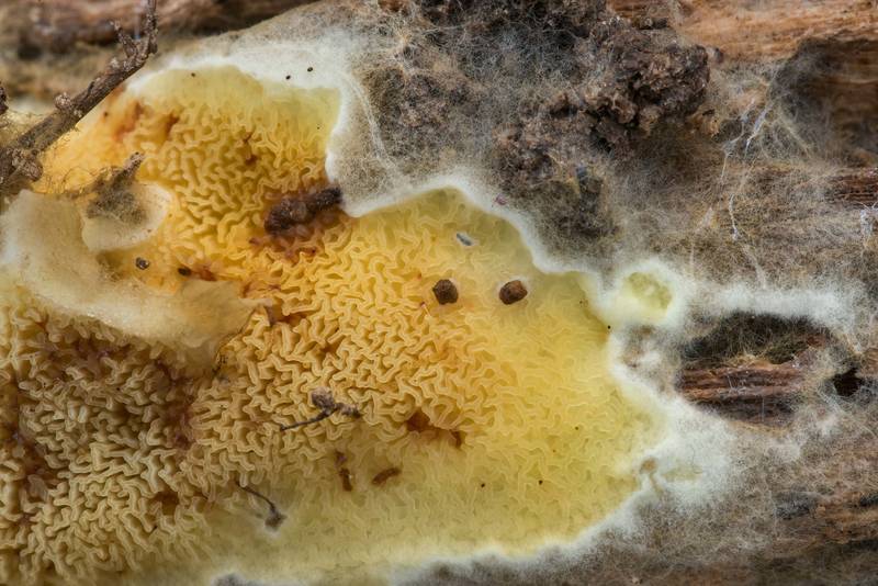 Margin of yellow merulioid fungus <B>Leucogyrophana pinastri</B> (Hydnomerulius pinastri) on rotting wood on Caney Creek section of Lone Star Hiking Trail in Sam Houston National Forest north from Montgomery. Texas, <A HREF="../date-en/2023-02-19.htm">February 19, 2023</A>