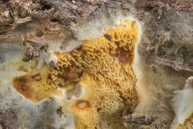 Close-up of yellow merulioid fungus Leucogyrophana pinastri (Hydnomerulius pinastri) on rotting wood on Caney Creek section of Lone Star Hiking Trail in Sam Houston National Forest north from Montgomery. Texas, February 19, 2023