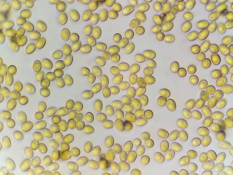 Spores (in KOH solution) of yellow merulioid fungus <B>Leucogyrophana pinastri</B> (Hydnomerulius pinastri) from a fallen oak (spore print olive brown) collected a day before in Sam Houston National Forest. Texas, February 20, 2023