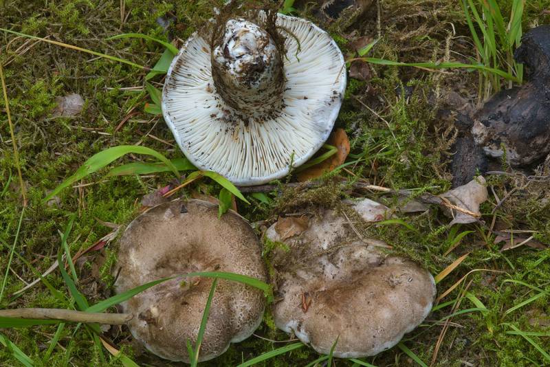 Brittlegill mushrooms (Russula albonigra, Russian name Podgruzdok) on roadside near Kavgolovskoe Lake in Toksovo, north from Saint Petersburg. Russia, July 24, 2016