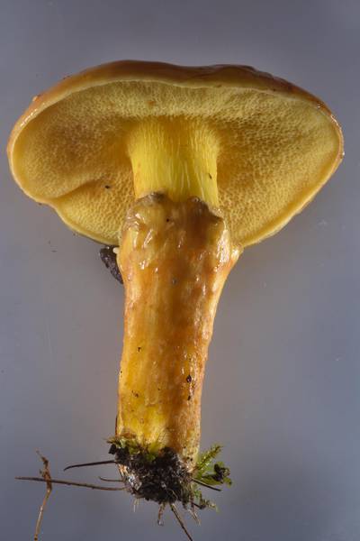 Larch Bolete mushroom (Suillus grevillei) in Sosnovka Park. Saint Petersburg, Russia, July 29, 2016