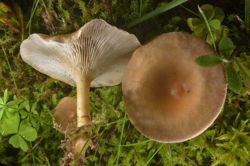 Common funnel mushrooms Clitocybe gibba in Dubki Park in Sestroretsk, north-west from Saint Petersburg. Russia, July 30, 2016