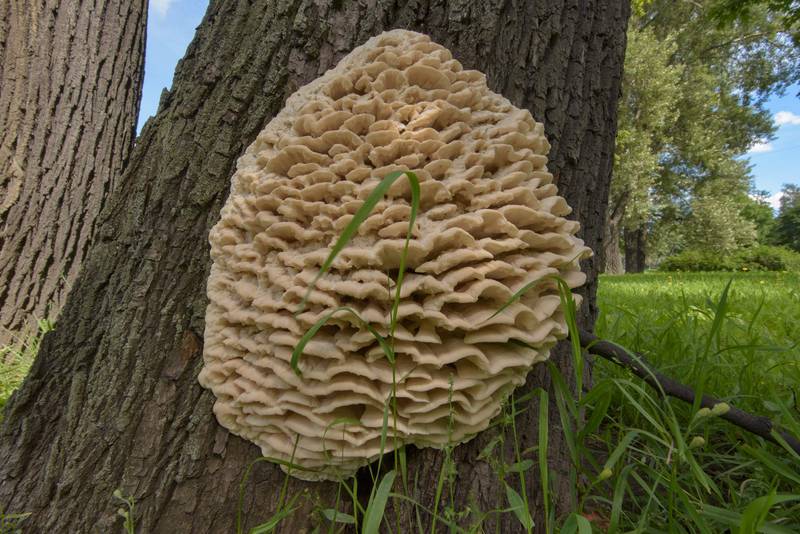 Massive cluster of a polypore mushroom Climacodon septentrionalis (northern tooth fungus) on a linden(?) tree on Pesochnaya Embankment. Saint Petersburg, Russia, August 4, 2016