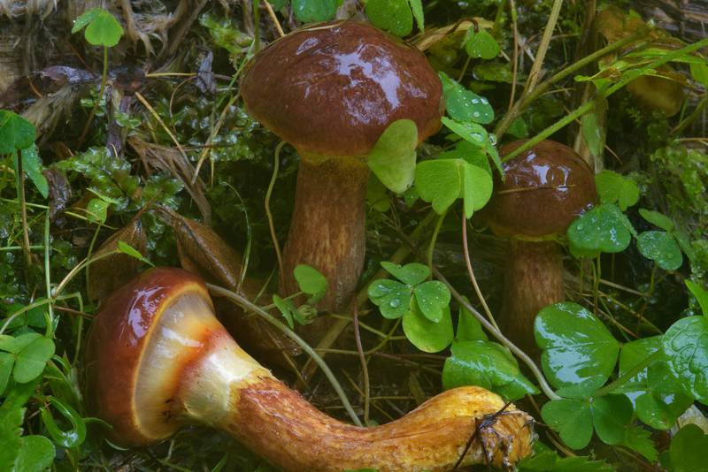 Darker colored larch bolete mushrooms (Suillus grevillei, Suillus clintonianus) in Lindulovskaya Larch Grove, near Roshchino, 30 miles north-west from Saint Petersburg. Russia, August 11, 2016