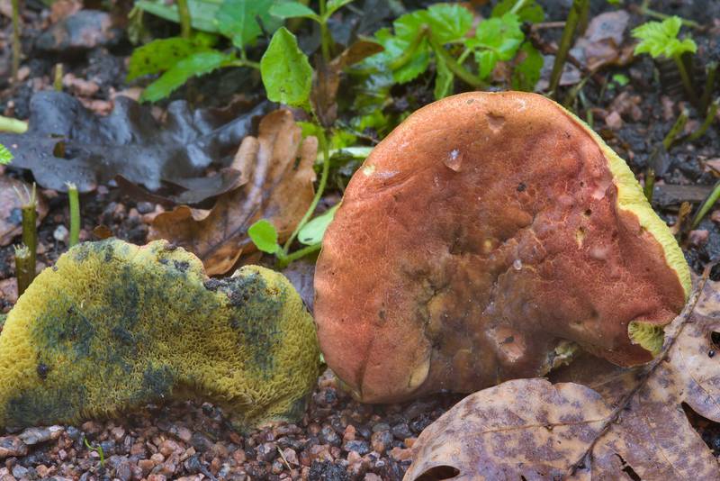Bolete mushroom <B>Xerocomellus pruinatus</B> (Xerocomus pruinatus)(?) in Botanic Gardens of Komarov Botanical Institute. Saint Petersburg, Russia, <A HREF="../date-en/2016-08-14.htm">August 14, 2016</A>