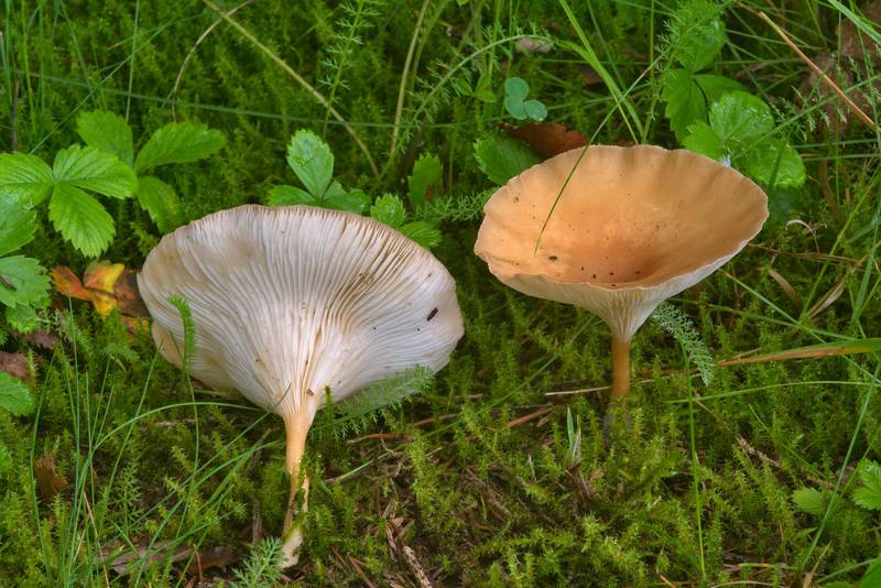 Common funnel mushrooms <B>Clitocybe gibba</B> near Dibuny, north-west from Saint Petersburg. Russia, <A HREF="../date-ru/2016-08-18.htm">August 18, 2016</A>