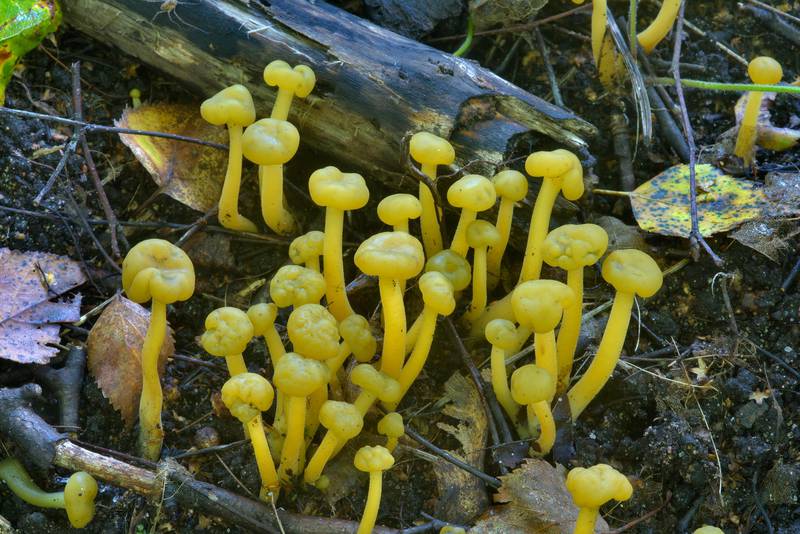 Jelly baby mushrooms (<B>Leotia lubrica</B>) in Sosnovka Park. Saint Petersburg, Russia, <A HREF="../date-en/2016-08-25.htm">August 25, 2016</A>