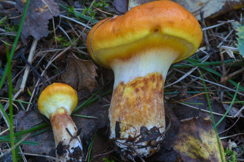 Larch Bolete mushrooms (<B>Suillus grevillei</B>) in Sosnovka Park. Saint Petersburg, Russia, <A HREF="../date-ru/2016-08-28.htm">August 28, 2016</A>