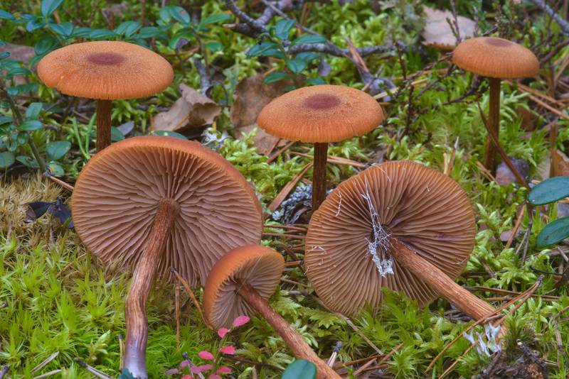 Deceiver mushrooms (Laccaria laccata) near Orekhovo, 40 miles north from Saint Petersburg. Russia, September 9, 2016