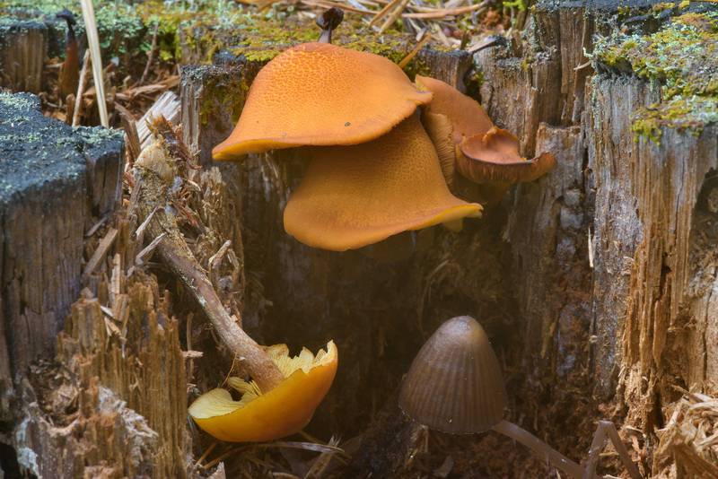 <B>Gymnopilus picreus</B>(?) rustgill mushrooms near Orekhovo, 40 miles north from Saint Petersburg. Russia, <A HREF="../date-ru/2016-09-09.htm">September 9, 2016</A>