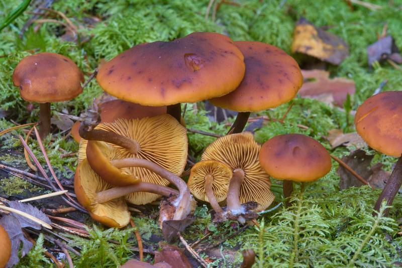 <B>Gymnopilus picreus</B>(?) rustgill mushrooms in moss near Orekhovo, 40 miles north from Saint Petersburg. Russia, <A HREF="../date-en/2016-09-09.htm">September 9, 2016</A>