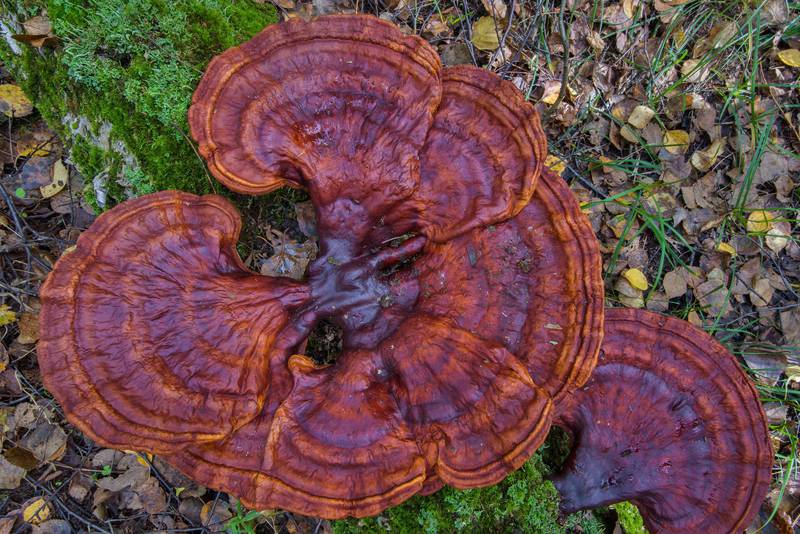 Large purple-brown reishi mushrooms (<B>Ganoderma lucidum</B>) on a fallen tree in Lisiy Nos, west from Saint Petersburg. Russia, <A HREF="../date-ru/2016-09-12.htm">September 12, 2016</A>