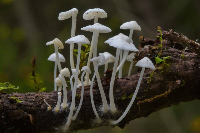 Hemimycena lactea mushrooms on dry twigs of spruce tree near Kavgolovskoe Lake. North from Saint Petersburg, Russia, September 21, 2016