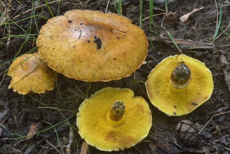 Big larch bolete mushrooms (<B>Suillus grevillei</B>) in Botanic Gardens of Komarov Botanical Institute. Saint Petersburg, Russia, <A HREF="../date-en/2016-09-24.htm">September 24, 2016</A>
