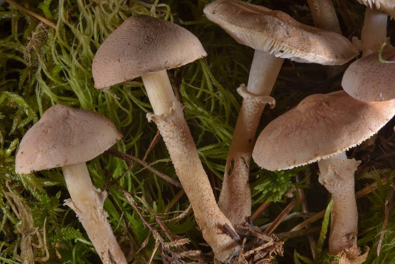 Powder-cap mushrooms (<B>Cystoderma carcharias</B>) on mushroom show in Botanic Gardens of Komarov Botanical Institute. Saint Petersburg, Russia, <A HREF="../date-ru/2016-10-01.htm">October 1, 2016</A>
